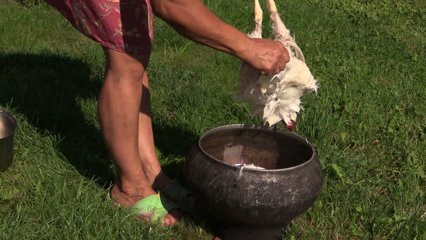 Woman Slaughtering Chickens